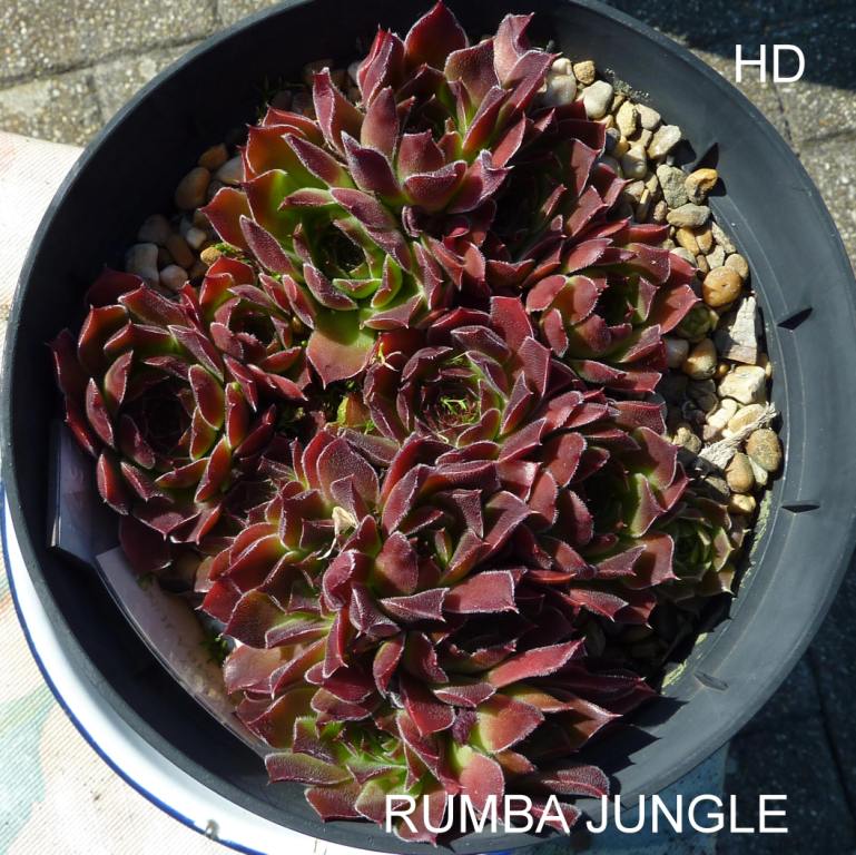 Rumba Jungle / Jovi