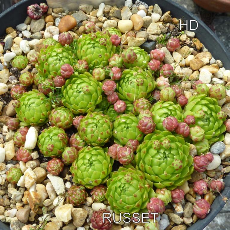 Russet / Jovi