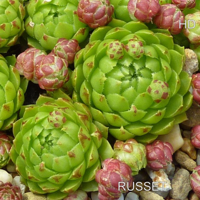 Russet / Jovi
