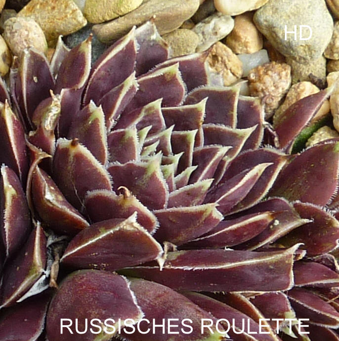 Russisches Roulett / Jovi