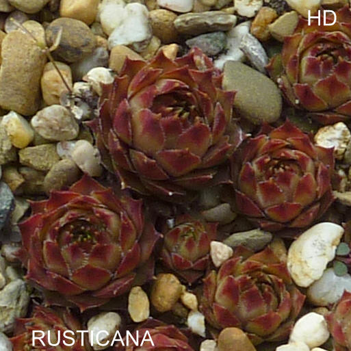 Rusticana