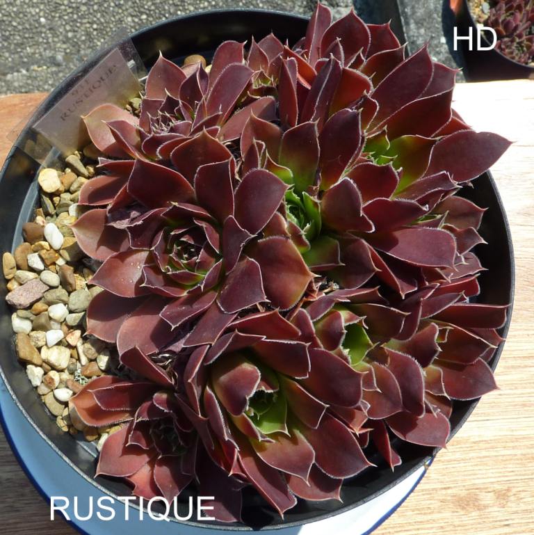 Rustique / Jovi