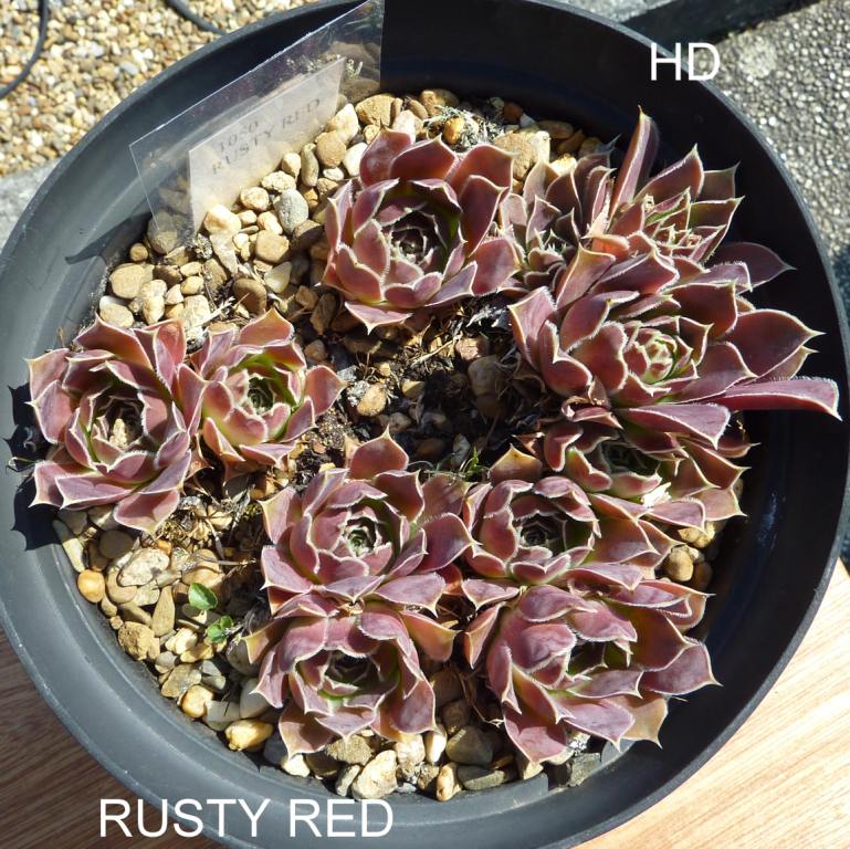 Rusty Red / Jovi