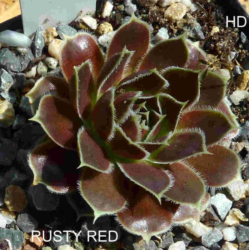 Rusty Red / Jovi