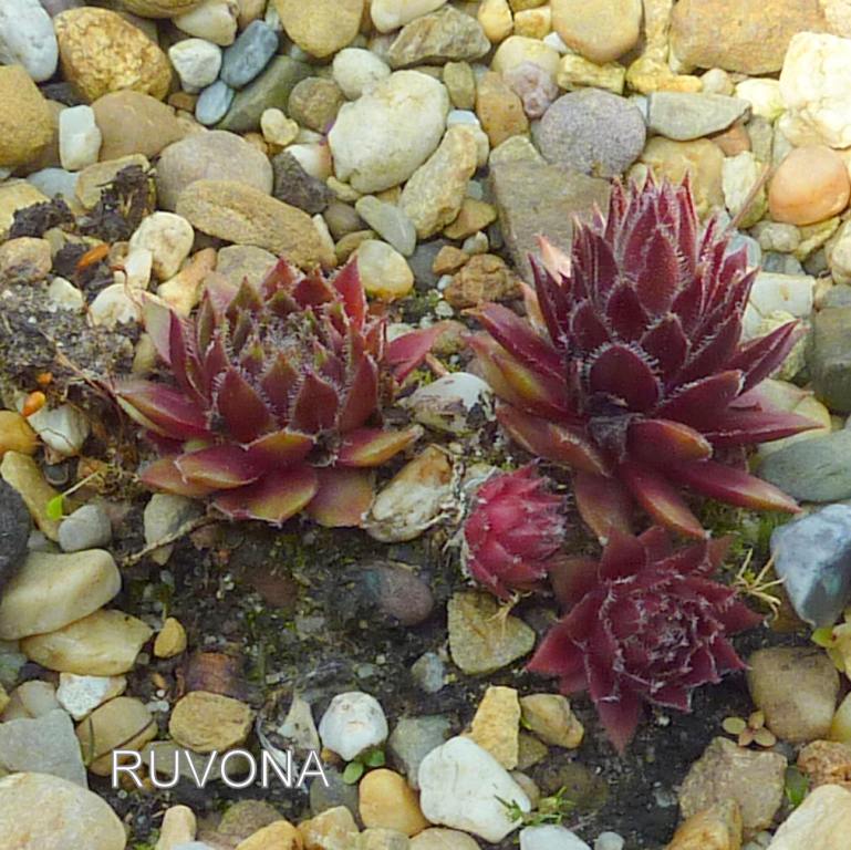 Ruvona