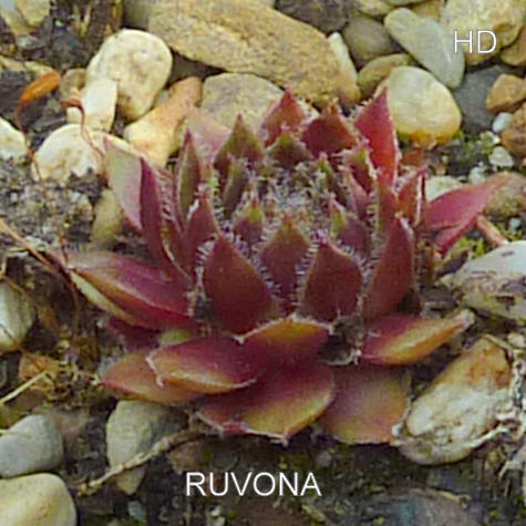 Ruvona