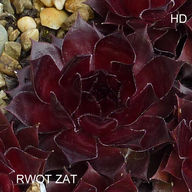 Rwôt Zat
