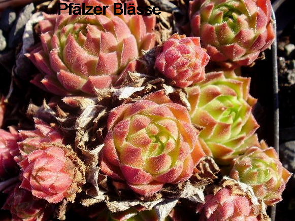 Pfälzer Blässe