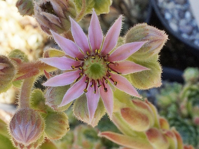 Winter Beauty