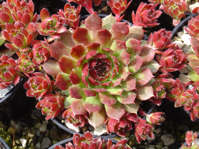 Rosy Dawn