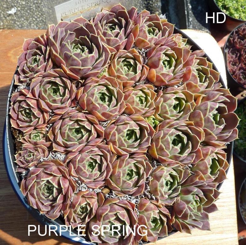 Purple Spring / Jovi