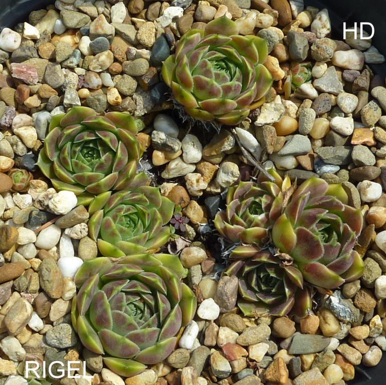 Rigel / Jovi