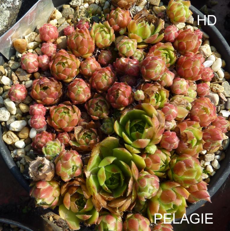 Pelagie