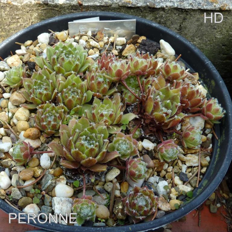 Peronne