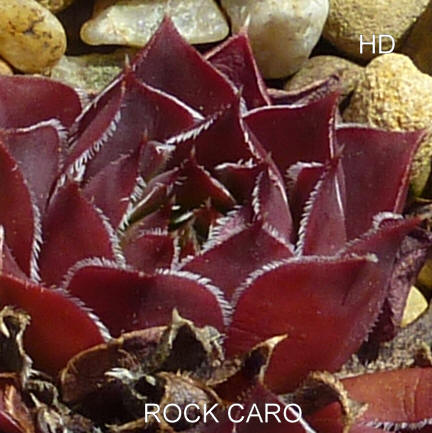 Rock Caro / Jovi