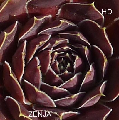 Zenja / Jovi