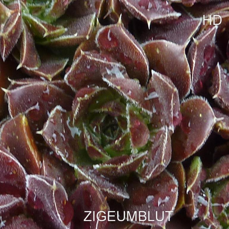 Zigeumblut / Jovi