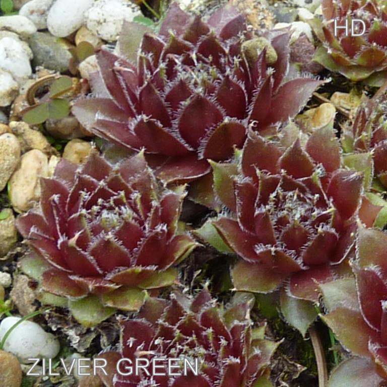 Zilver Green