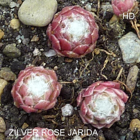 Zilver Rose Jarida