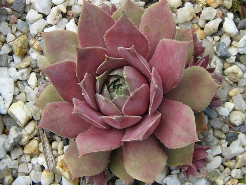 Vanto