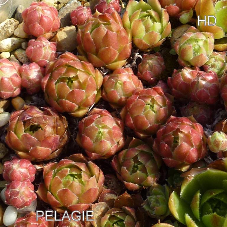 Pelagie