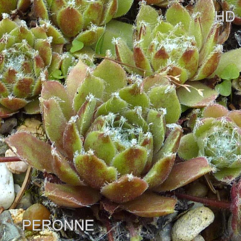 Peronne