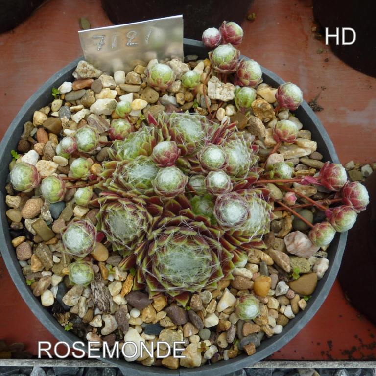 Rosemonde