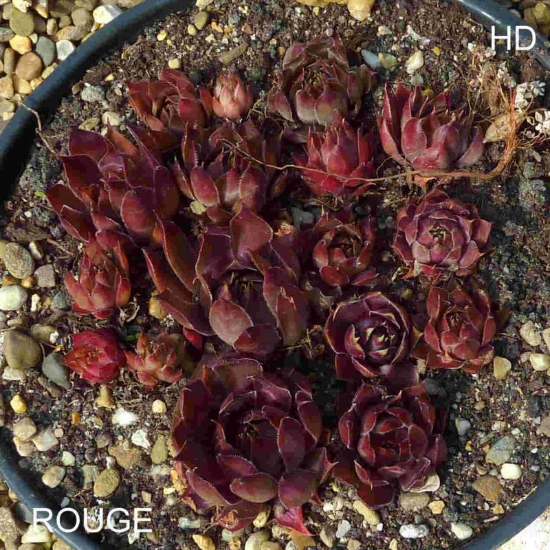 Rouge