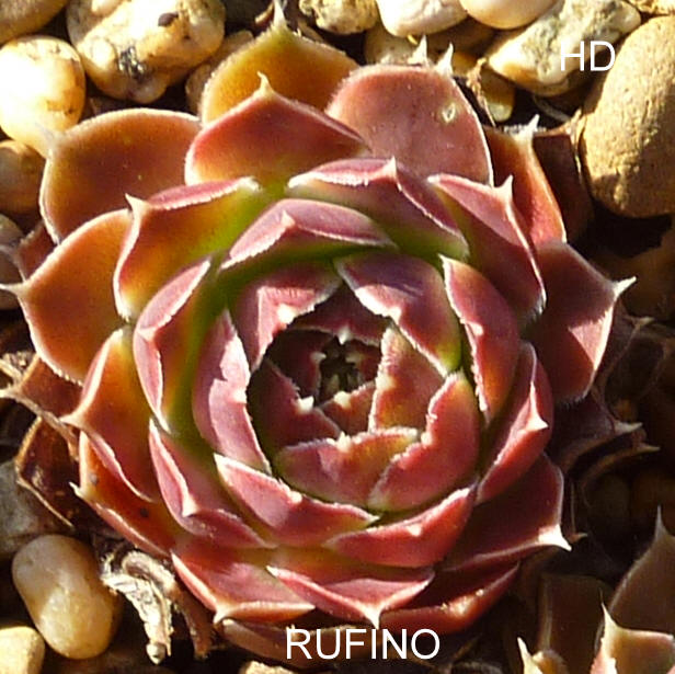 Rufino/ Jovi