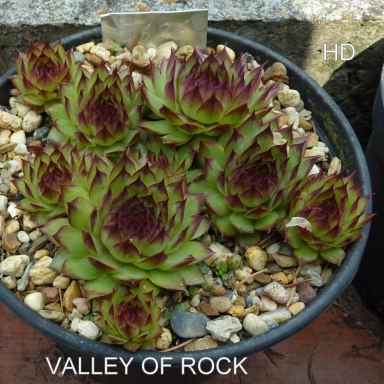 Valley of Rock