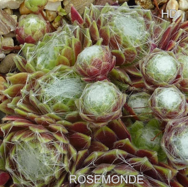 Rosemonde