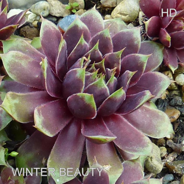 Winter Beauty