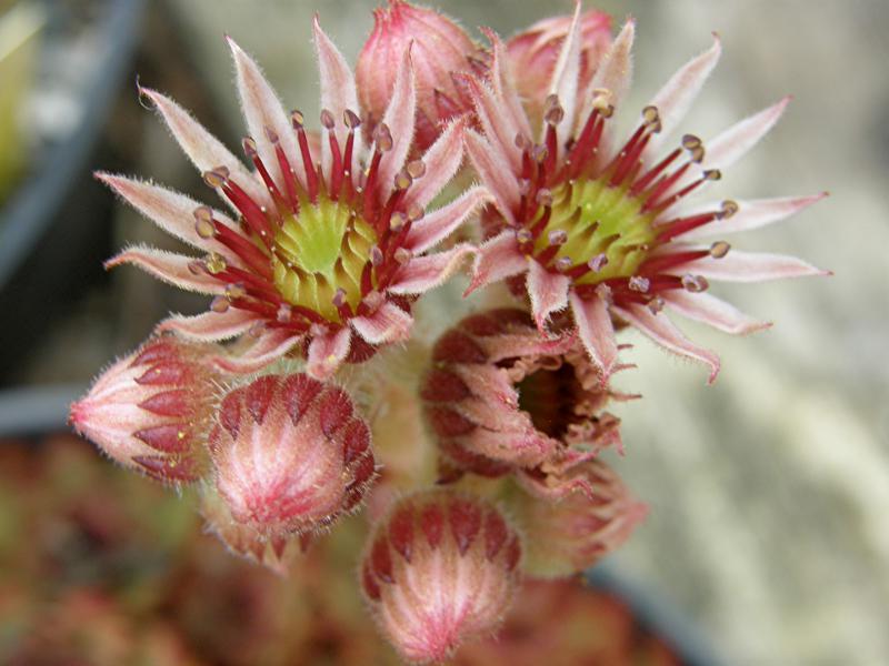 Red Tess