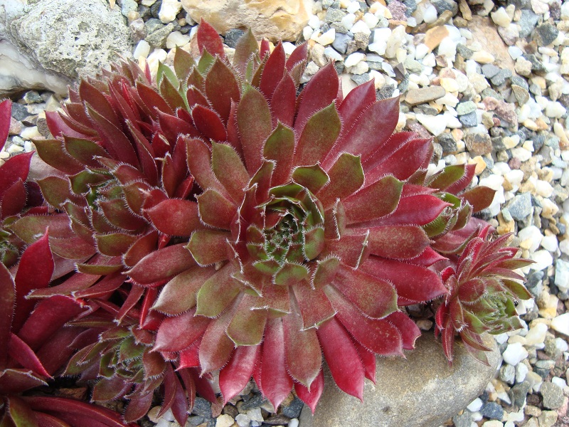 Polaris