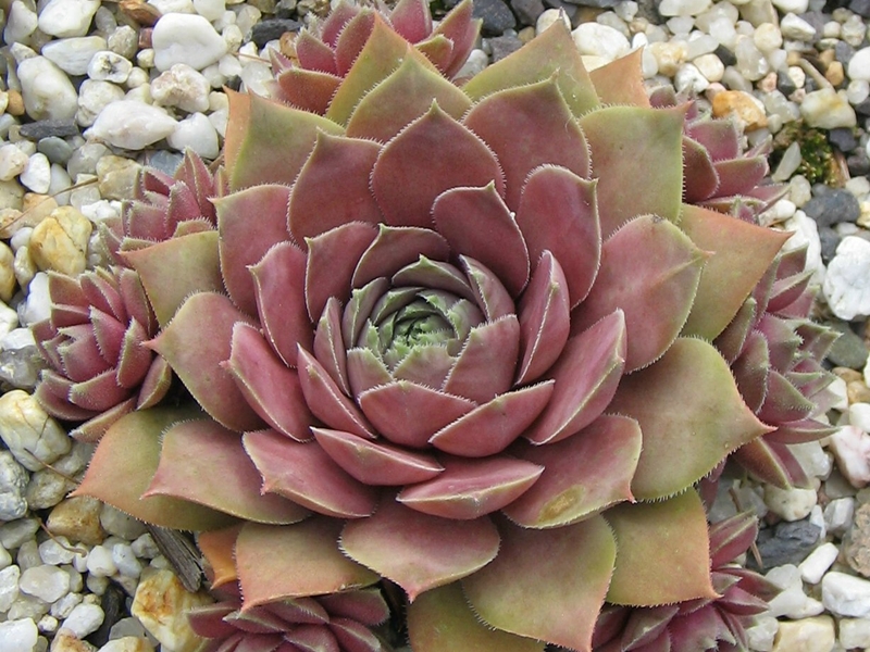 Vanto