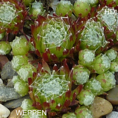 Weppen