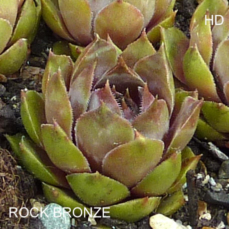 Rock Bronze