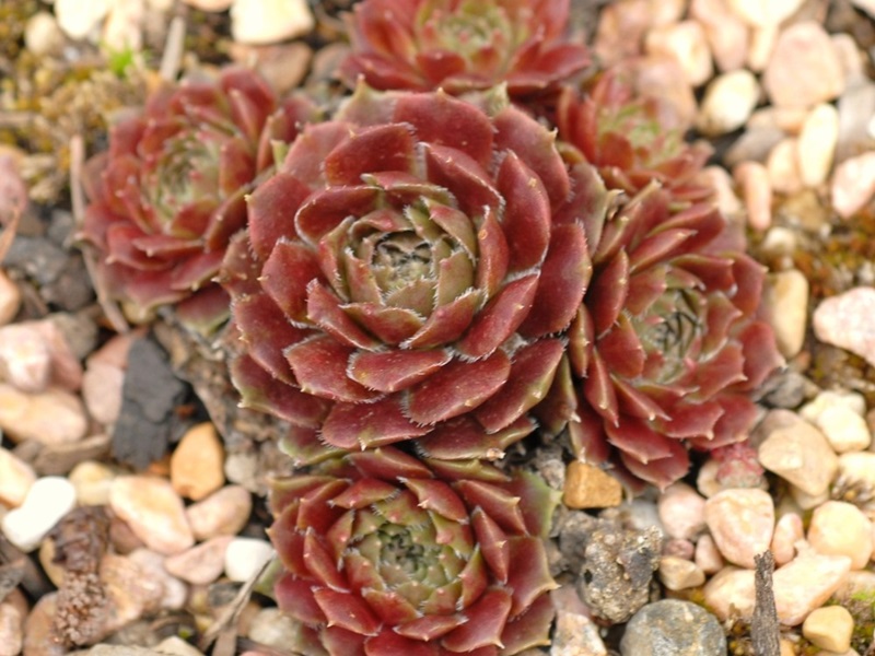 Rosebud