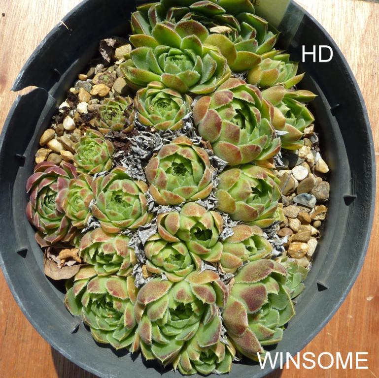 Winsome / Jovi