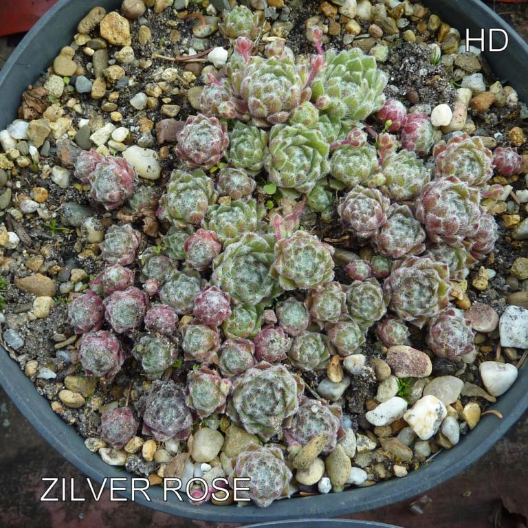 Zilver Rose