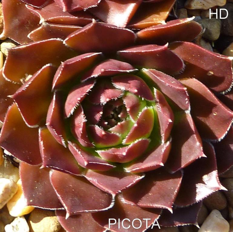 Picota / Jovi