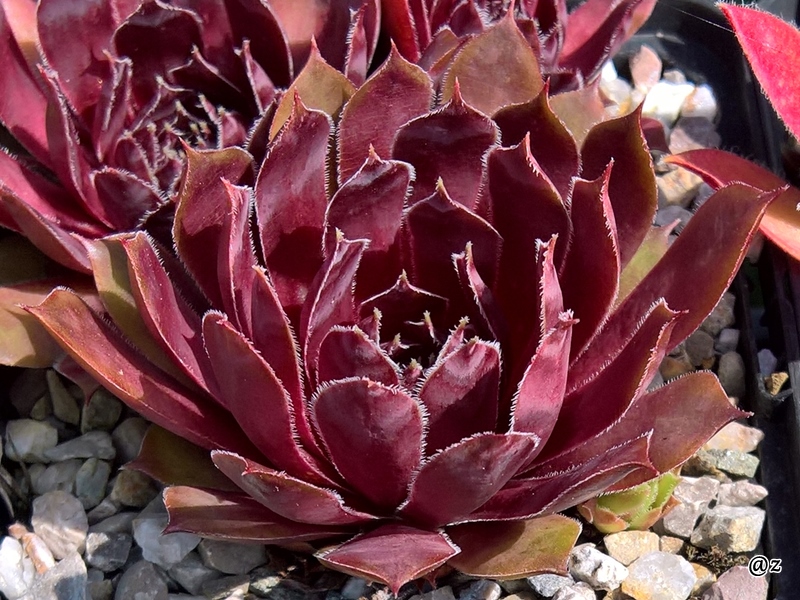 Red Tempeste
