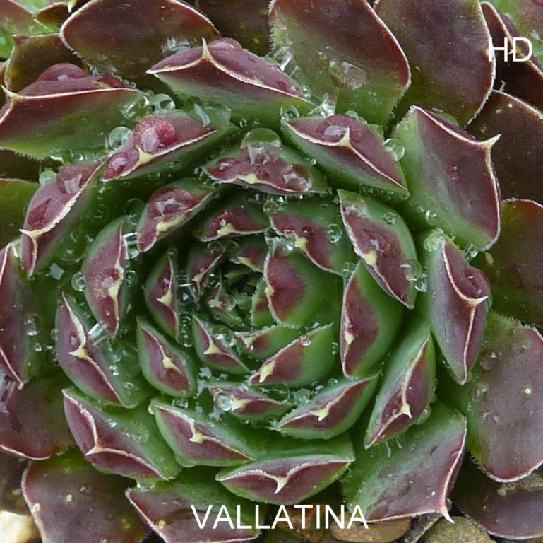 Vallatina / Jovi