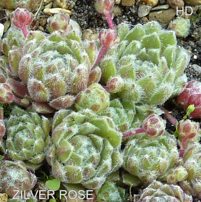 Zilver Rose