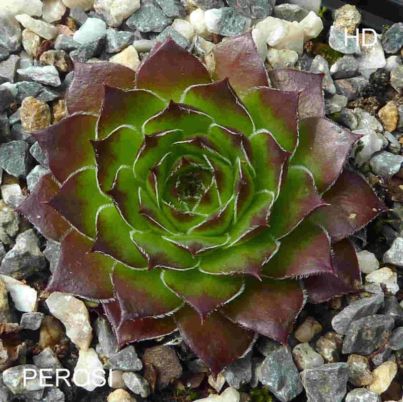 Perosi / Jovi