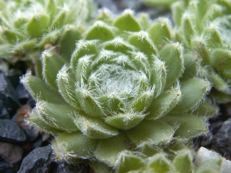 Zilver Rose