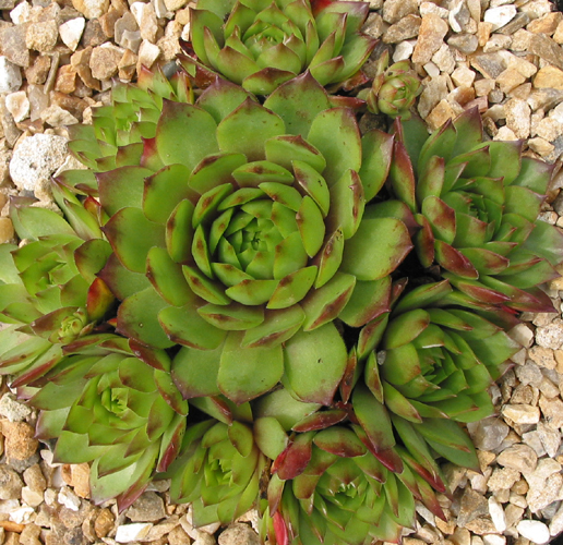 Rotund
