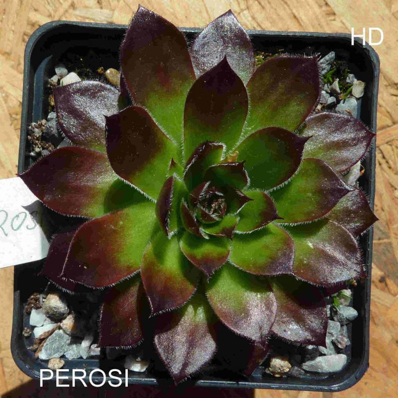 Perosi / Jovi