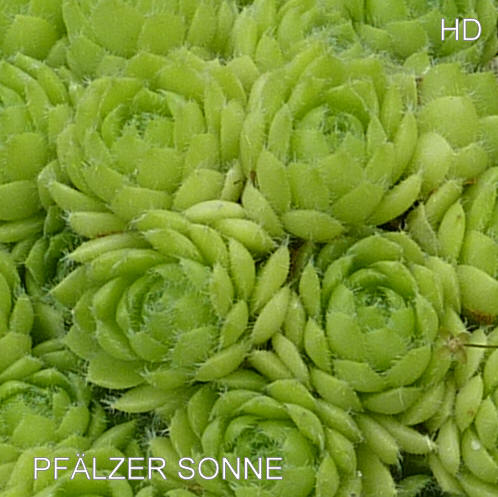 Pfälzer Sonne