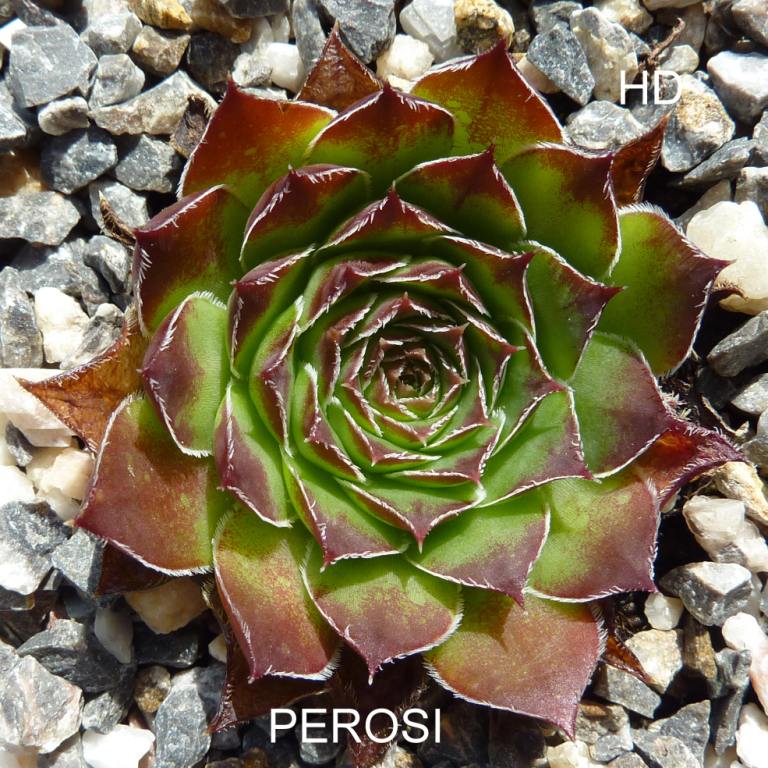 Perosi / Jovi